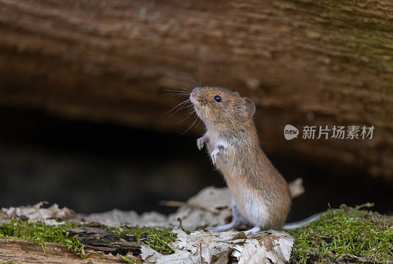 可爱的银行田鼠（Myodes glareolus）